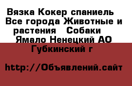 Вязка Кокер спаниель - Все города Животные и растения » Собаки   . Ямало-Ненецкий АО,Губкинский г.